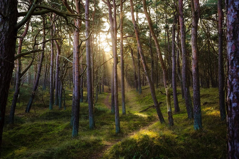 Forest-Inspired Culinary Delights